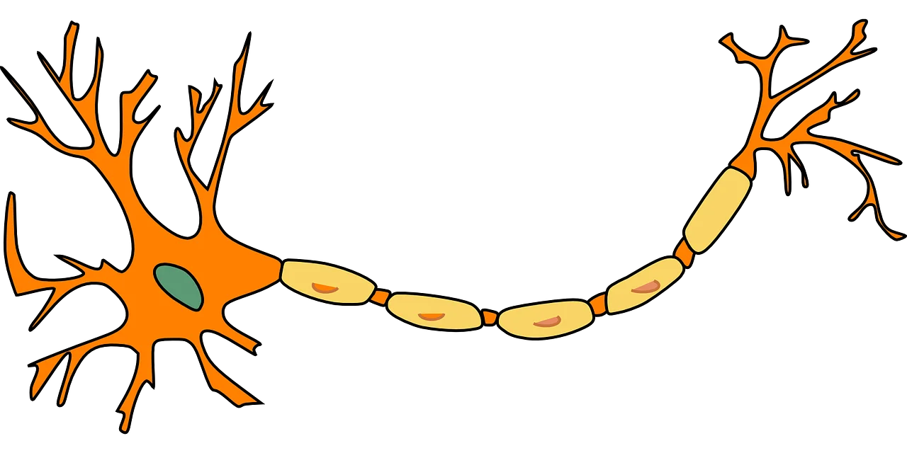 neuron, nerve cell, axon-296581.jpg